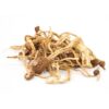 psilocybin mexicana