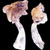 z strain mushroom