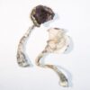 Albino Magic Mushroom