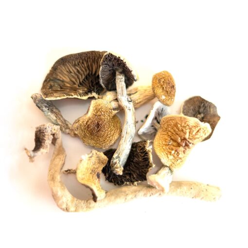 Golden Teacher Mushroom